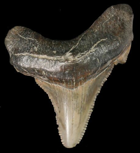 Fossil Angustidens Shark Tooth - Megalodon Ancestor #46852